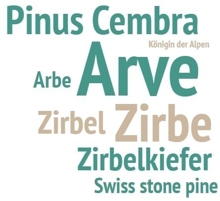 arve_zirbe_pinuscembra