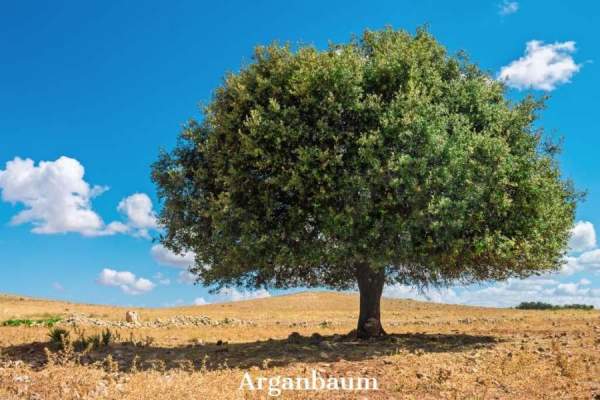 arganbaum