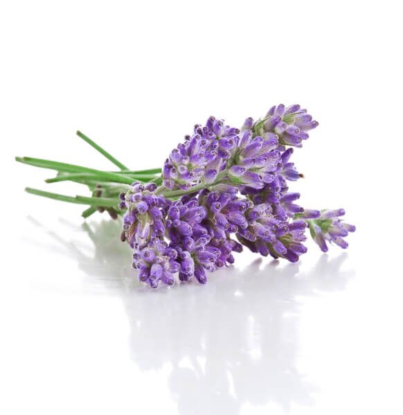 lavendel_bluete