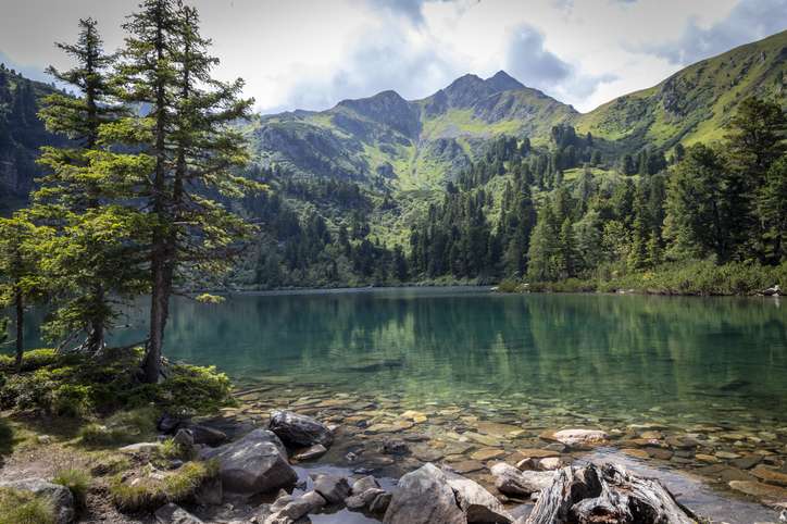 Arve (Pinus cembra) – der Baum der Berge